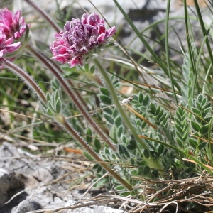 Photographie n°237041 du taxon Anthyllis montana L.