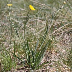 Photographie n°237045 du taxon Ranunculus gramineus L. [1753]