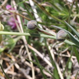 Photographie n°237046 du taxon Ranunculus gramineus L. [1753]