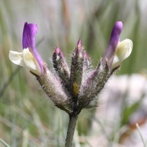 Marie  Portas, le 18 mai 2014 (Caussols)