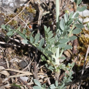 Photographie n°237053 du taxon Astragalus vesicarius L.