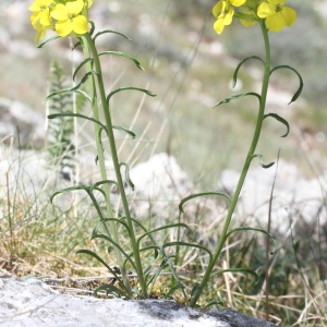 Photographie n°237055 du taxon Erysimum humile Pers. [1806]