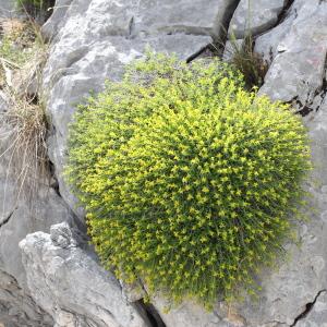 Photographie n°237067 du taxon Euphorbia spinosa L. [1753]