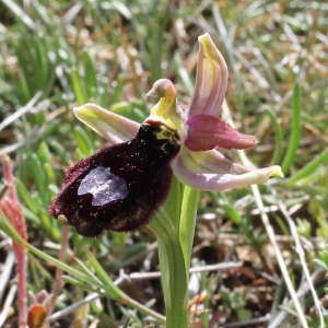Photographie n°237068 du taxon Ophrys aurelia P.Delforge & Devillers-Tersch. [1989]