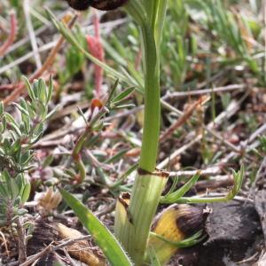 Photographie n°237069 du taxon Ophrys aurelia P.Delforge & Devillers-Tersch. [1989]