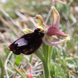 Photographie n°237070 du taxon Ophrys aurelia P.Delforge & Devillers-Tersch. [1989]