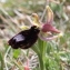  Marie  Portas - Ophrys aurelia P.Delforge & Devillers-Tersch. [1989]