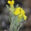  Marie  Portas - Fibigia clypeata (L.) Medik.