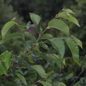 Photographie n°237086 du taxon Ostrya carpinifolia Scop. [1772]