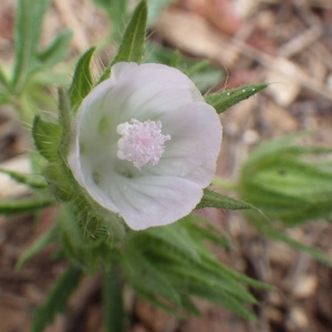 Photographie n°237088 du taxon Malva setigera Spenn.