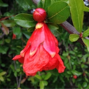 Photographie n°237098 du taxon Punica granatum L. [1753]