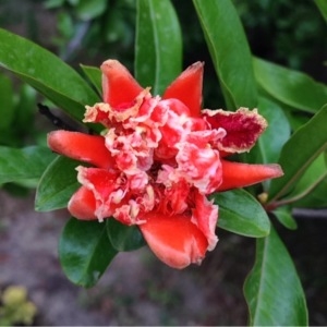 Photographie n°237099 du taxon Punica granatum L. [1753]