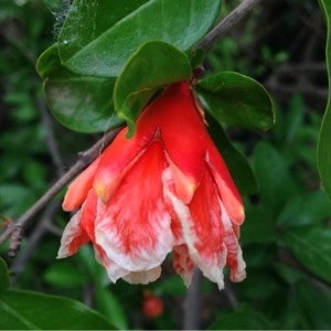 Photographie n°237101 du taxon Punica granatum L. [1753]