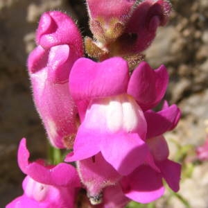 Antirrhinum majus L. (Grand Muflier)