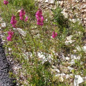 Photographie n°237158 du taxon Antirrhinum majus L. [1753]