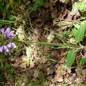 Photographie n°237160 du taxon Prunella grandiflora (L.) Schöller [1775]