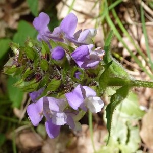 Photographie n°237161 du taxon Prunella grandiflora (L.) Schöller [1775]