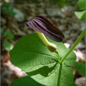 Photographie n°237205 du taxon Aristolochia rotunda L. [1753]