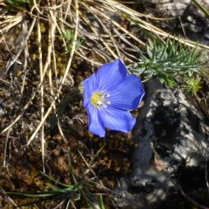 Photographie n°237212 du taxon Linum austriacum subsp. collinum (Guss. ex Boiss.) Nyman [1878]