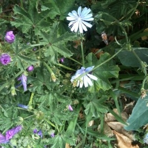 Photographie n°237233 du taxon Cichorium intybus L. [1753]