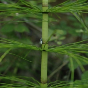 Photographie n°237263 du taxon Equisetum arvense L. [1753]