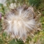  Liliane Roubaudi - Cirsium vulgare subsp. crinitum (Boiss. ex DC.) Arènes [1948]