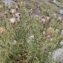  Liliane Roubaudi - Cirsium vulgare subsp. crinitum (Boiss. ex DC.) Arènes [1948]