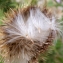  Liliane Roubaudi - Cirsium vulgare subsp. crinitum (Boiss. ex DC.) Arènes [1948]