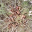  Liliane Roubaudi - Limonium bellidifolium (Gouan) Dumort. [1827]