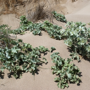 Photographie n°237362 du taxon Eryngium maritimum L. [1753]