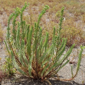 Photographie n°237368 du taxon Euphorbia paralias L. [1753]