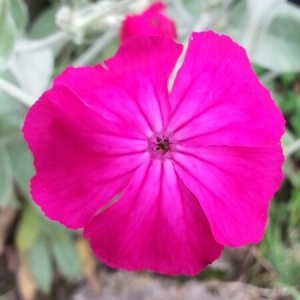 Photographie n°237384 du taxon Silene coronaria (L.) Clairv.