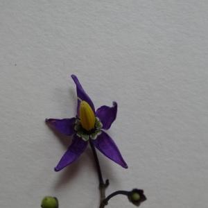 Photographie n°237389 du taxon Solanum dulcamara L. [1753]