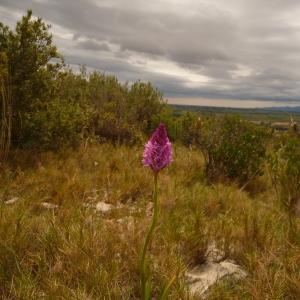 Photographie n°237491 du taxon Anacamptis pyramidalis (L.) Rich. [1817]