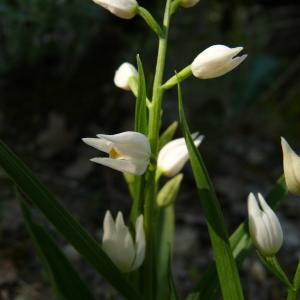 Photographie n°237520 du taxon Cephalanthera longifolia (L.) Fritsch