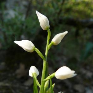 Photographie n°237521 du taxon Cephalanthera longifolia (L.) Fritsch