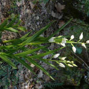 Photographie n°237522 du taxon Cephalanthera longifolia (L.) Fritsch