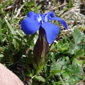 Photographie n°237573 du taxon Gentiana verna subsp. verna