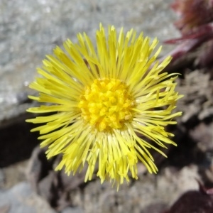 Photographie n°237602 du taxon Tussilago farfara L. [1753]