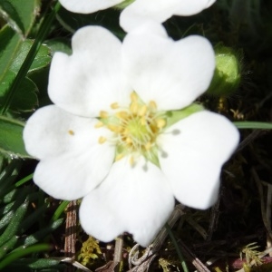 Potentilla alba var. splendens (Ramond ex DC.) Ser. (Potentille brillante)