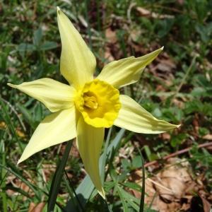 Photographie n°237623 du taxon Narcissus bicolor L. [1762]