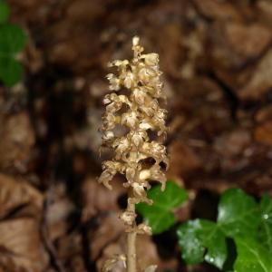 Photographie n°237635 du taxon Neottia nidus-avis (L.) Rich. [1817]