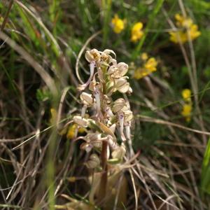 Photographie n°237645 du taxon Himantoglossum hircinum (L.) Spreng. [1826]