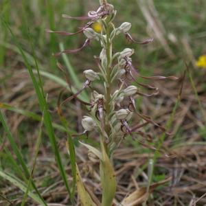 Photographie n°237647 du taxon Himantoglossum hircinum (L.) Spreng. [1826]