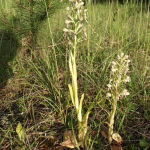 Photographie n°237650 du taxon Himantoglossum hircinum (L.) Spreng. [1826]