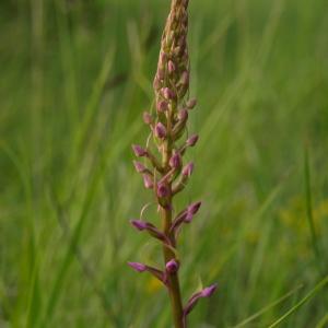 Photographie n°237661 du taxon Gymnadenia densiflora (Wahlenb.) A.Dietr. [1839]