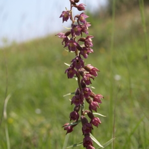 Photographie n°237671 du taxon Epipactis atrorubens (Hoffm.) Besser [1809]