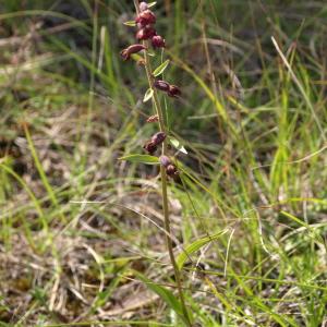 Photographie n°237672 du taxon Epipactis atrorubens (Hoffm.) Besser [1809]