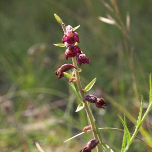 Photographie n°237673 du taxon Epipactis atrorubens (Hoffm.) Besser [1809]