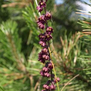 Photographie n°237674 du taxon Epipactis atrorubens (Hoffm.) Besser [1809]